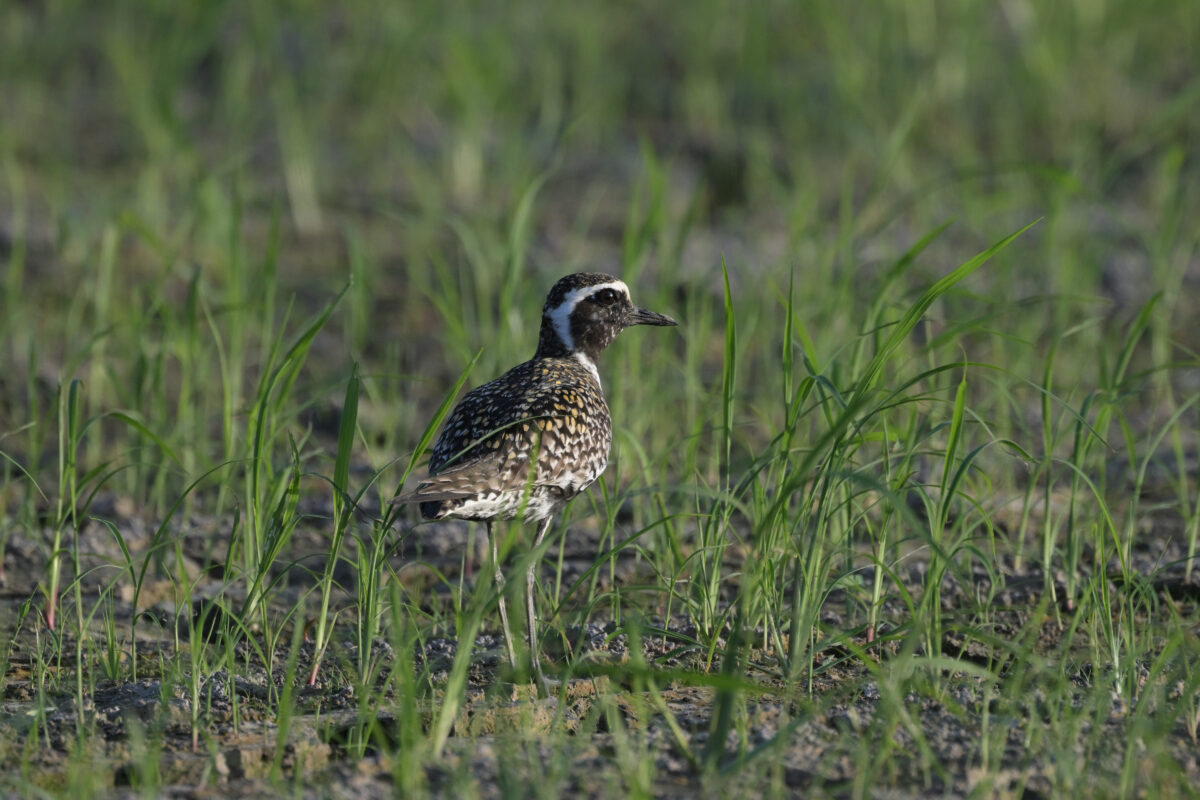 ムナグロ
ムナグロ夏羽
西表島
ミダラの田んぼ