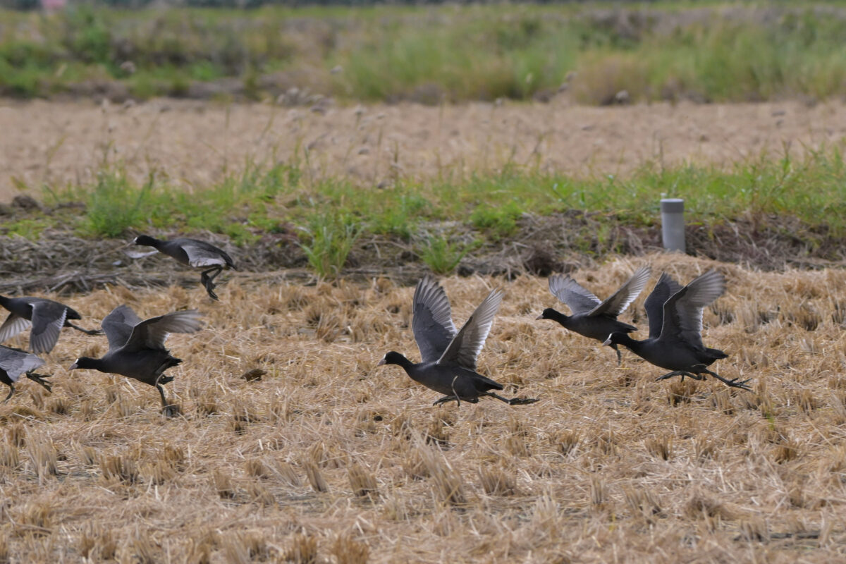 オオバン
西表島
オオホラダ