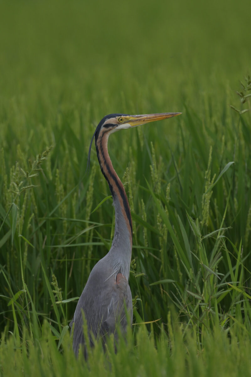 ムラサキサギ
西表島
ミダラの田んぼ