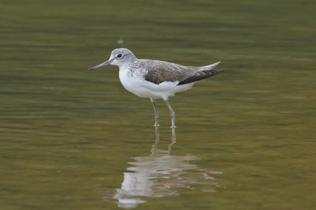 アオアシシギ
西表島
佐久田