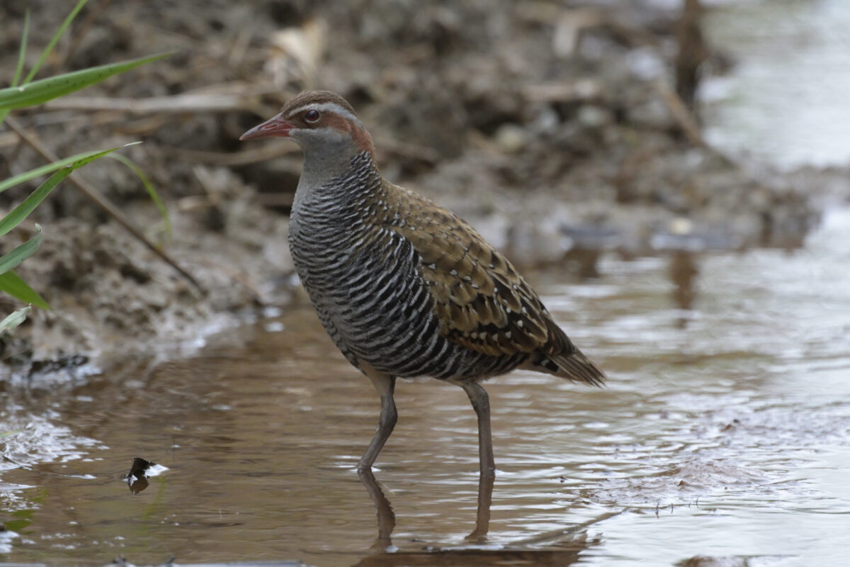 ナンヨウクイナ
西表島
フカンタ
