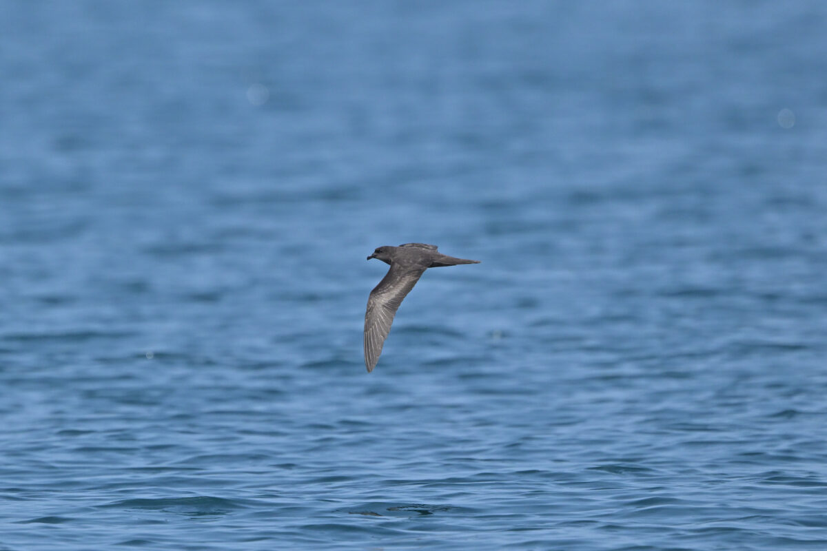 アナドリ
鳩間島
西表島