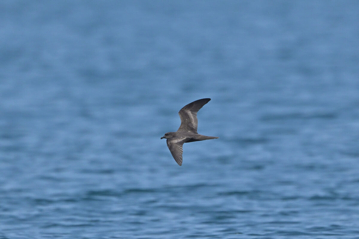 アナドリ
鳩間島
西表島