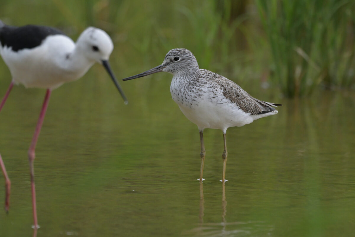 アオアシシギ
西表島
ミダラの田んぼ
