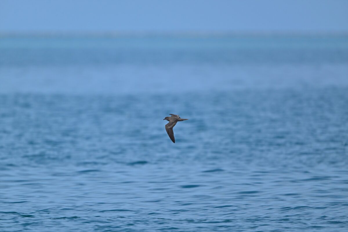 アナドリ
鳩間島
西表島