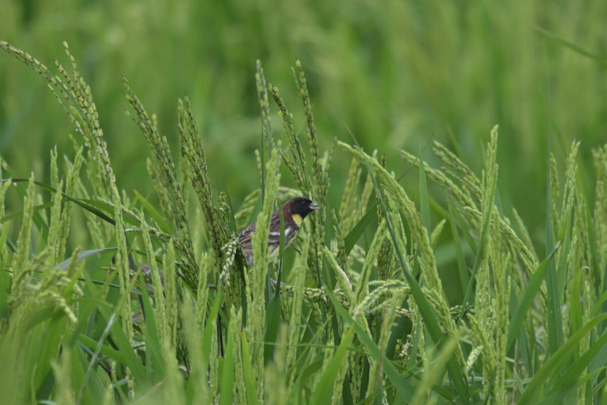 シベリアアオジ
シベリアアオジ♂
シベリアアオジ雄
ミダラの田んぼ
