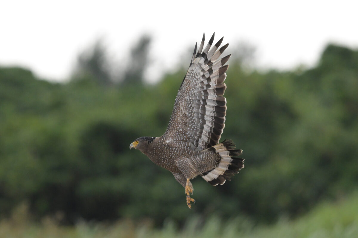 カンムリワシ
カンムリワシ飛翔
西表島
佐久田