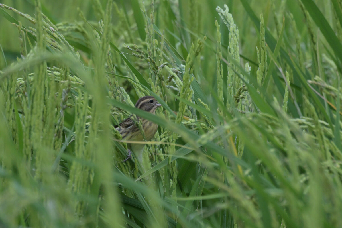 シベリアアオジ
シベリアアオジ♀
シベリアアオジ雌
ミダラの田んぼ