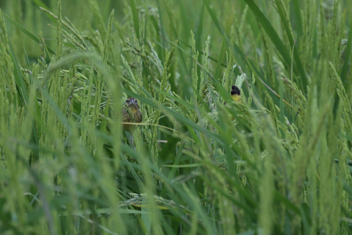 シベリアアオジ
シベリアアオジ♂
シベリアアオジ雄
シマアオジ♀
シマアオジ雌
ミダラの田んぼ