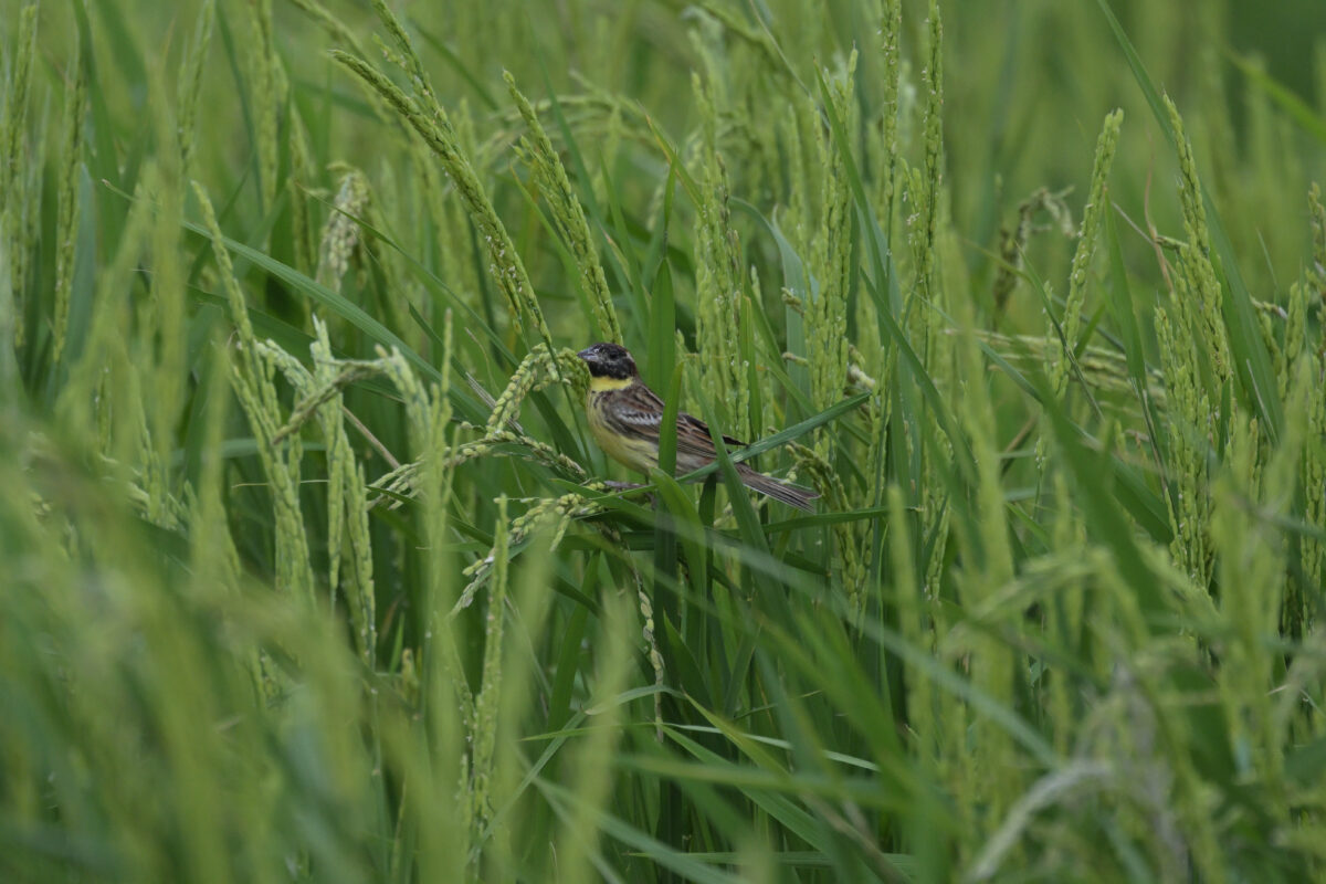 シマアオジ
シマアオジ♂
シマアオジ雄
ミダラの田んぼ
西表島