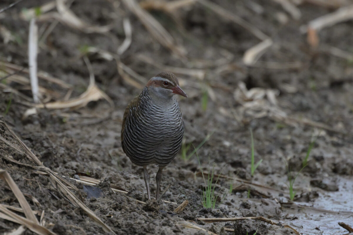 ナンヨウクイナ
西表島
フカンタ