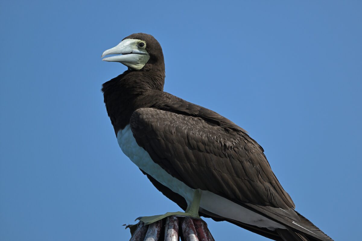 カツオドリ
カツオドリ♀
カツオドリ雌
西表島
鳩間島