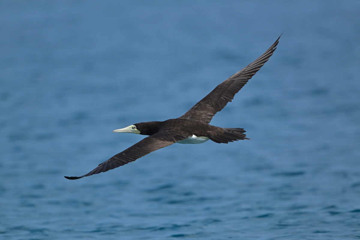 カツオドリ
カツオドリ♀
カツオドリ雌
西表島
鳩間島