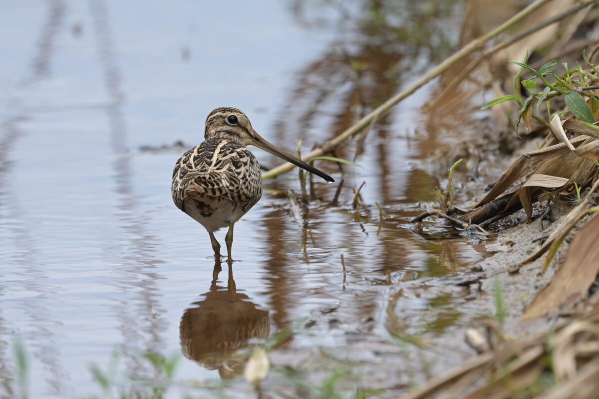タシギ
西表島
ミダラの田んぼ