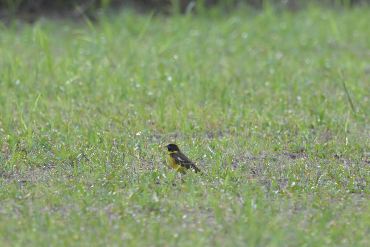 シベリアアオジ
シベリアアオジ♂
シベリアアオジ雄
大浜農園