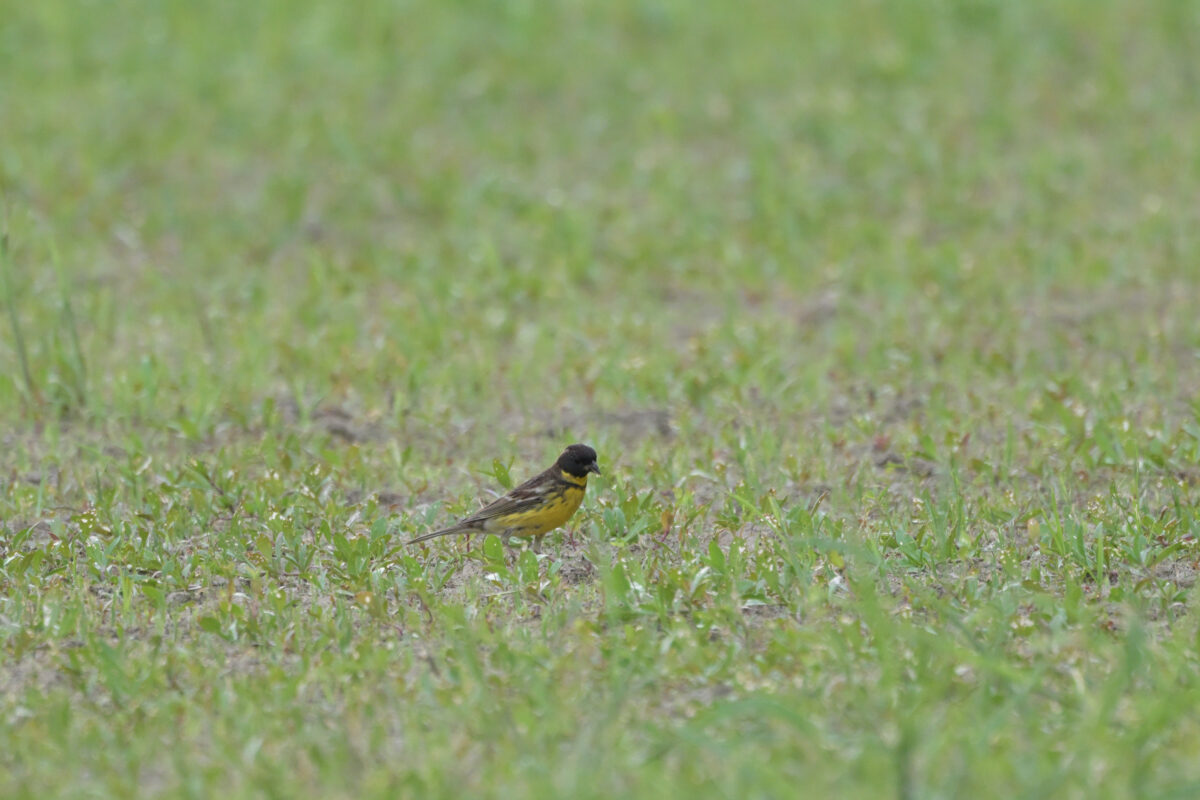 シベリアアオジ
シベリアアオジ♂
シベリアアオジ雄
大浜農園