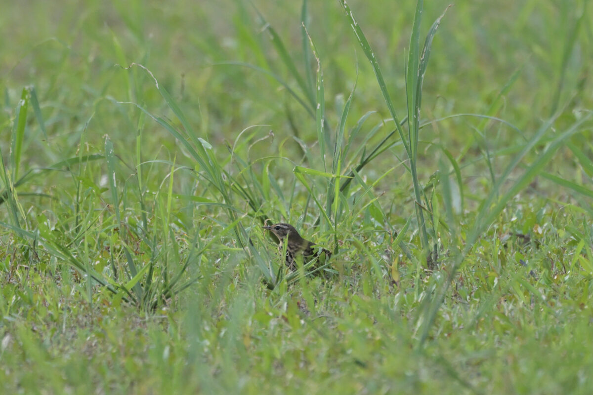 ビンズイ
西表島
大浜農園