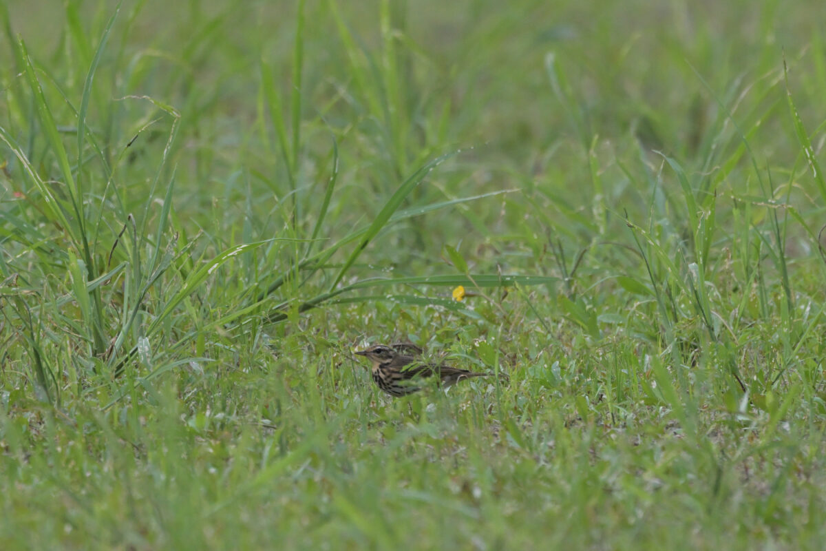 ビンズイ
西表島
大浜農園