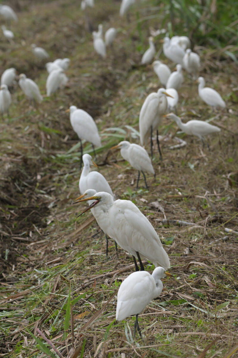 チュウサギ
コサギ
アマサギ
西表島
オオホラダ
