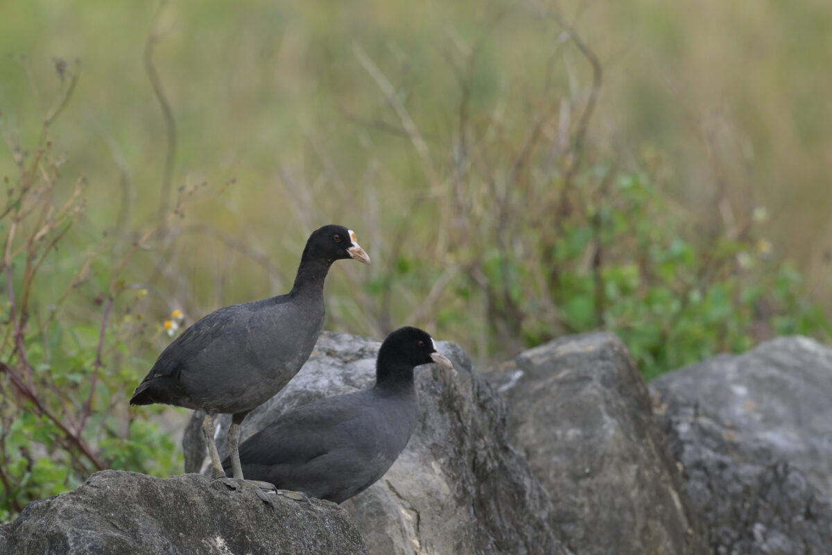 オオバン
西表島
オオホラダ