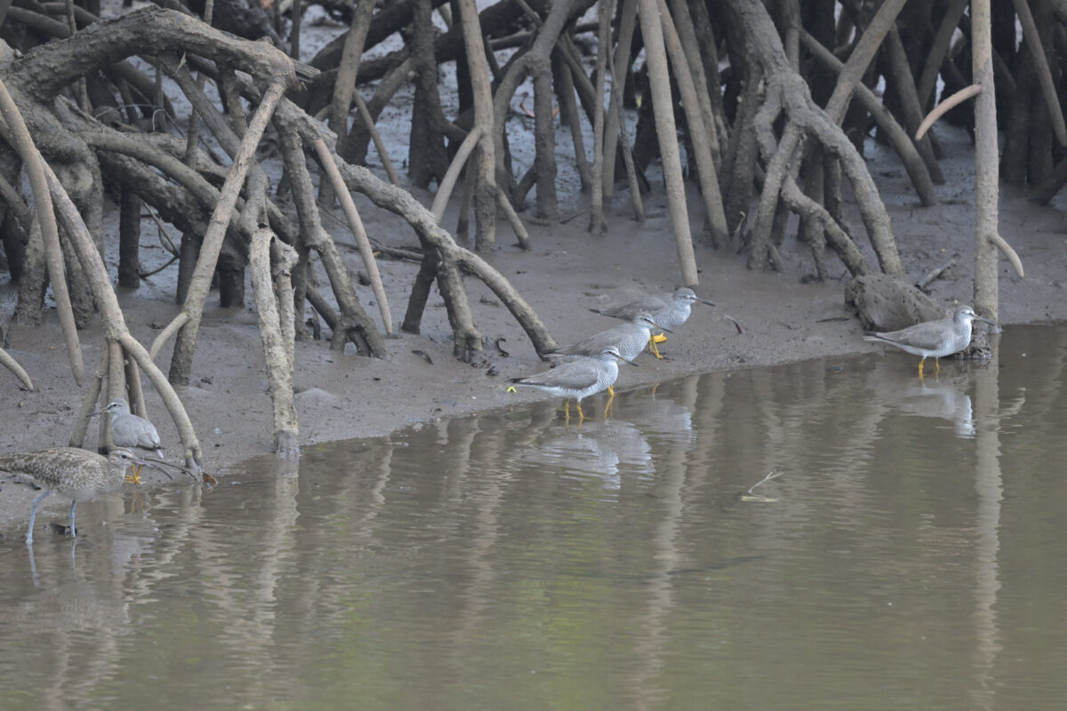 チュウシャクシギ
キアシシギ
西表島
後良川
