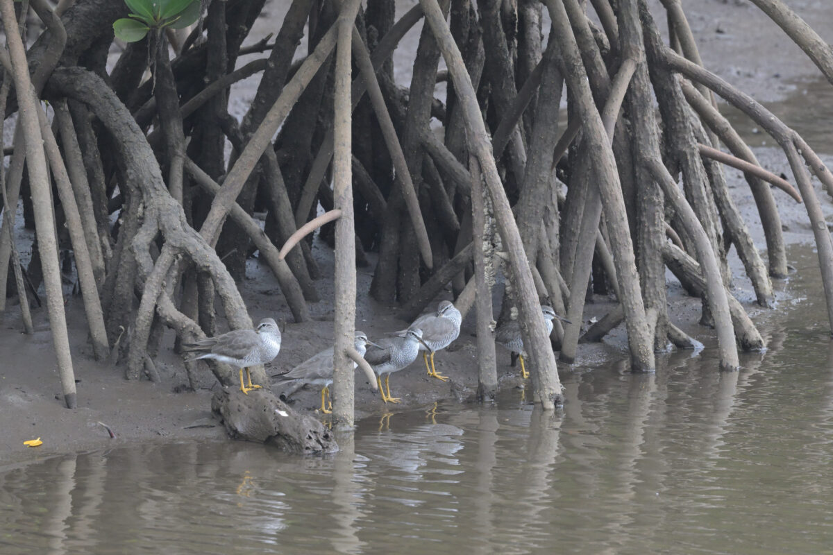 キアシシギ
西表島
後良川