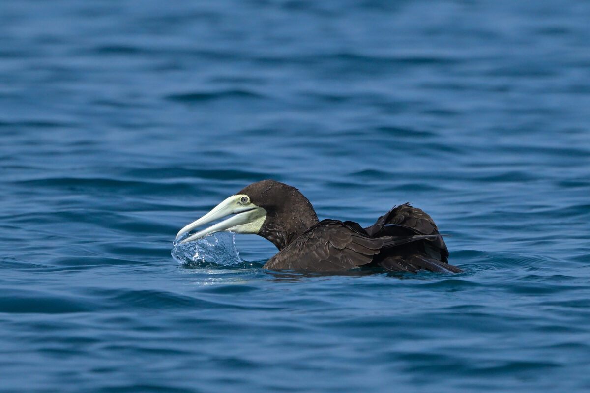 カツオドリ
カツオドリ♀
カツオドリ雌
西表島
鳩間島