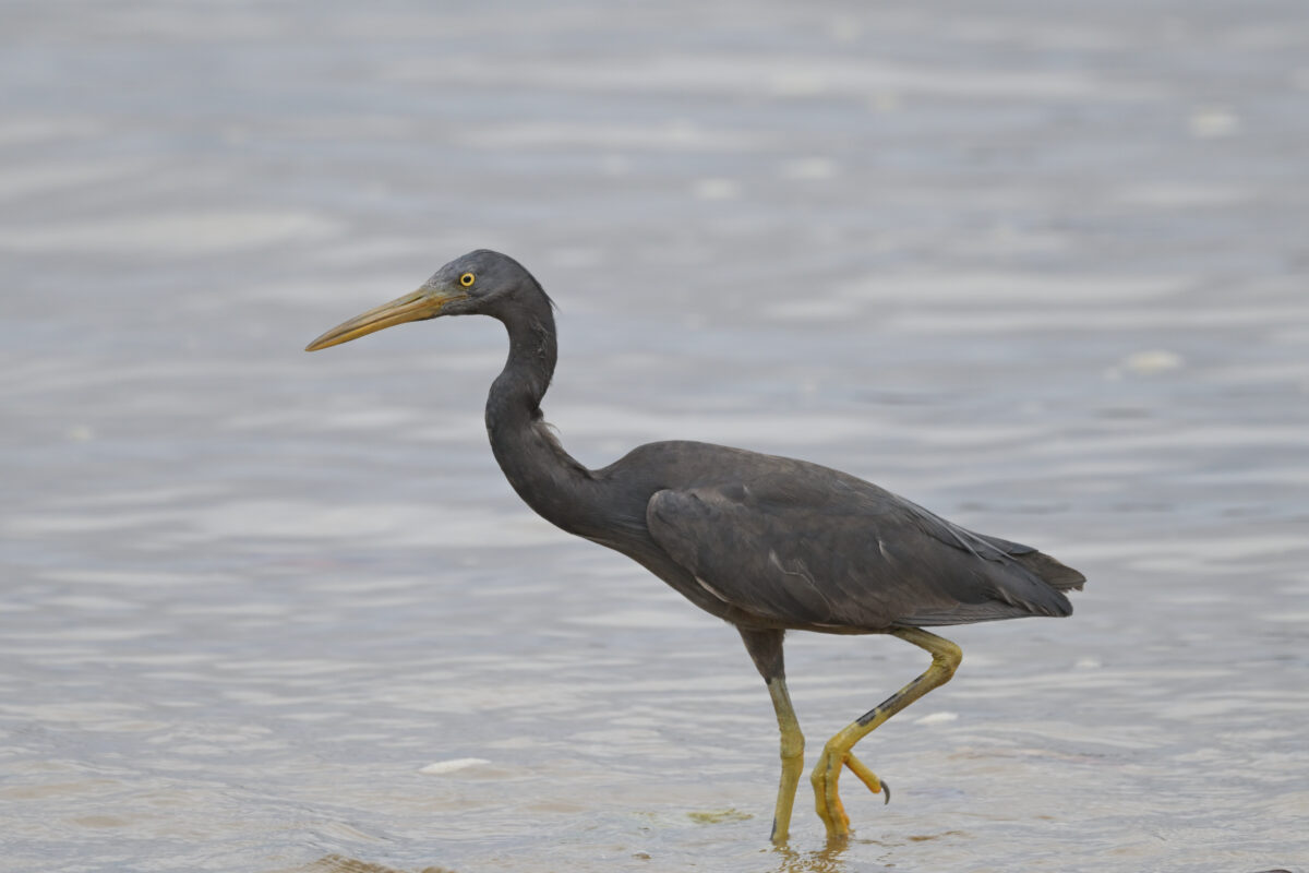 クロサギ
仲間川
西表島