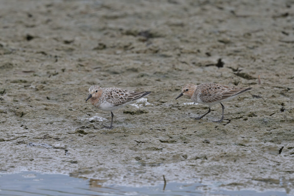トウネン
オオホラダ
西表島
