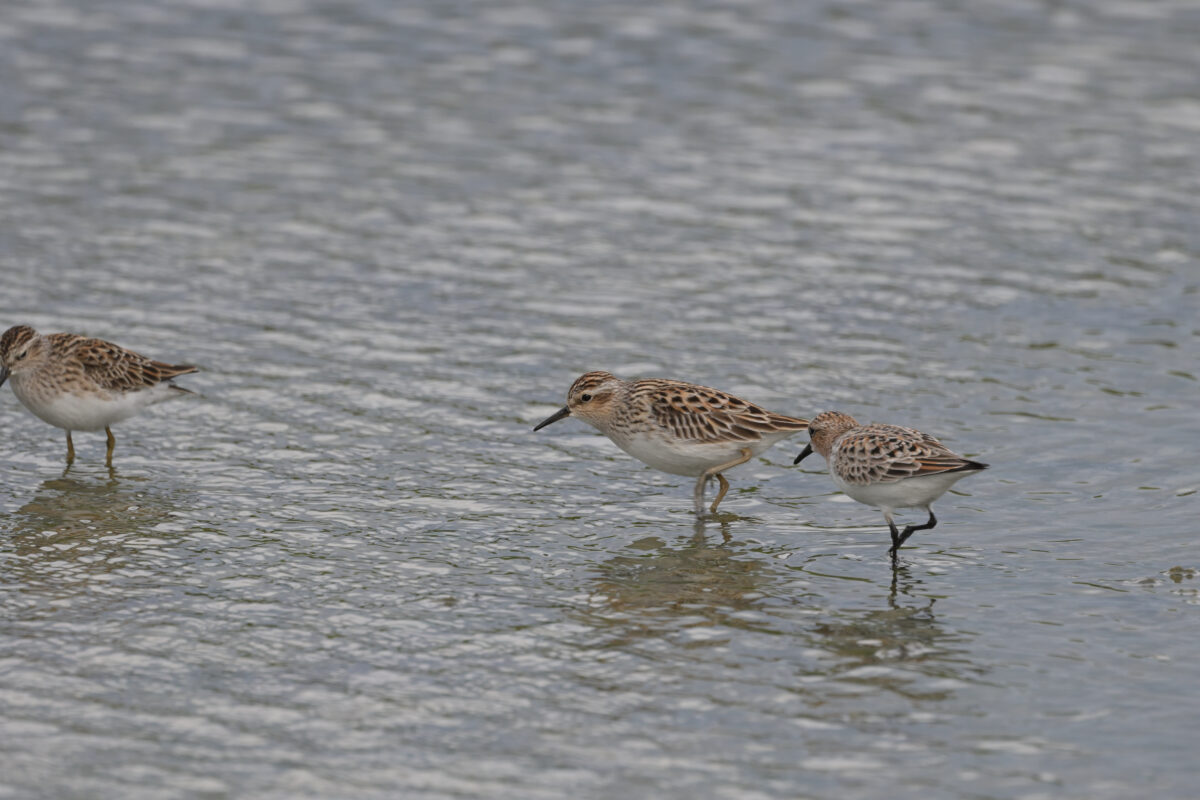 ヒバリシギ
オオホラダ
西表島