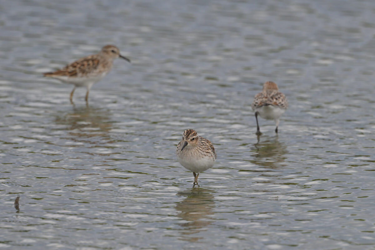ヒバリシギ
オオホラダ
西表島