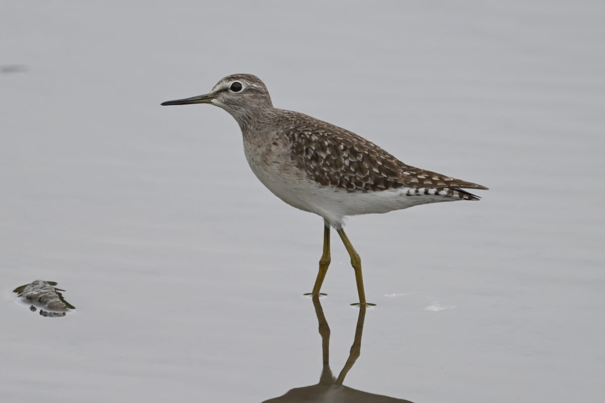 タカブシギ
西表島
オオホラダ
