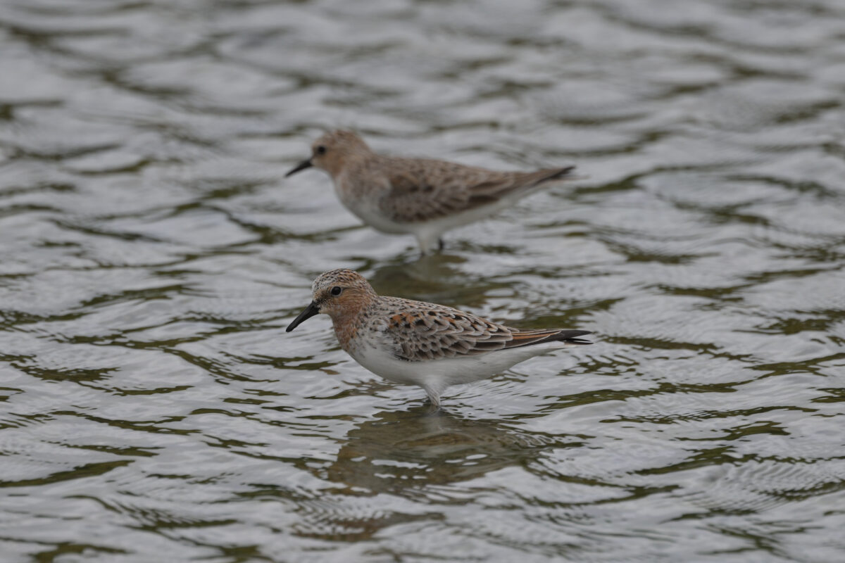 トウネン
オオホラダ
西表島