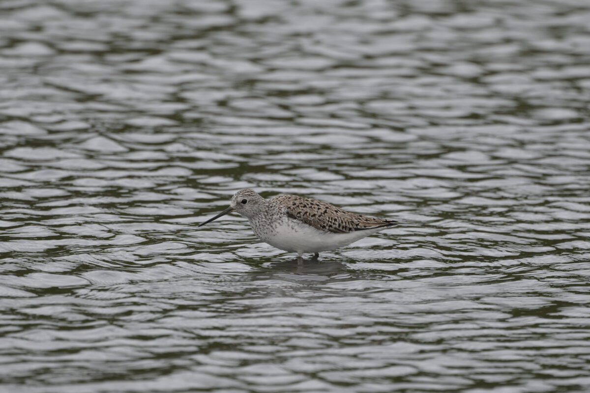アオアシシギ
西表島
オオホラダ