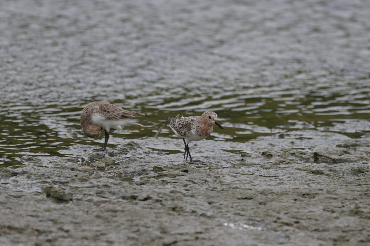 トウネン
オオホラダ
西表島
