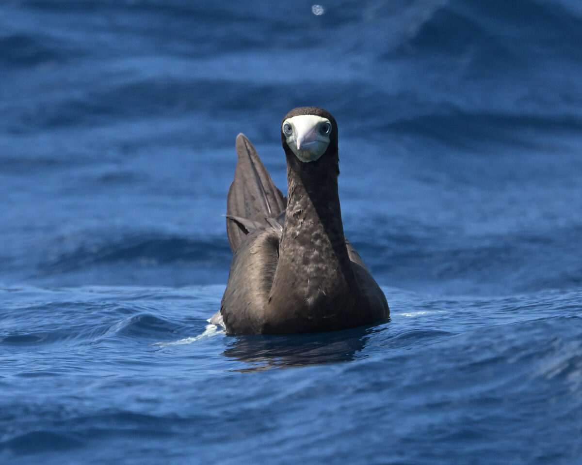 カツオドリ
カツオドリ♀
カツオドリ雌
西表島
鳩間島