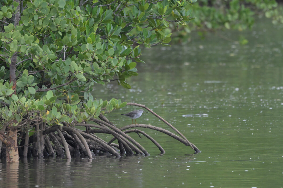 キアシシギ
仲間川
西表島
