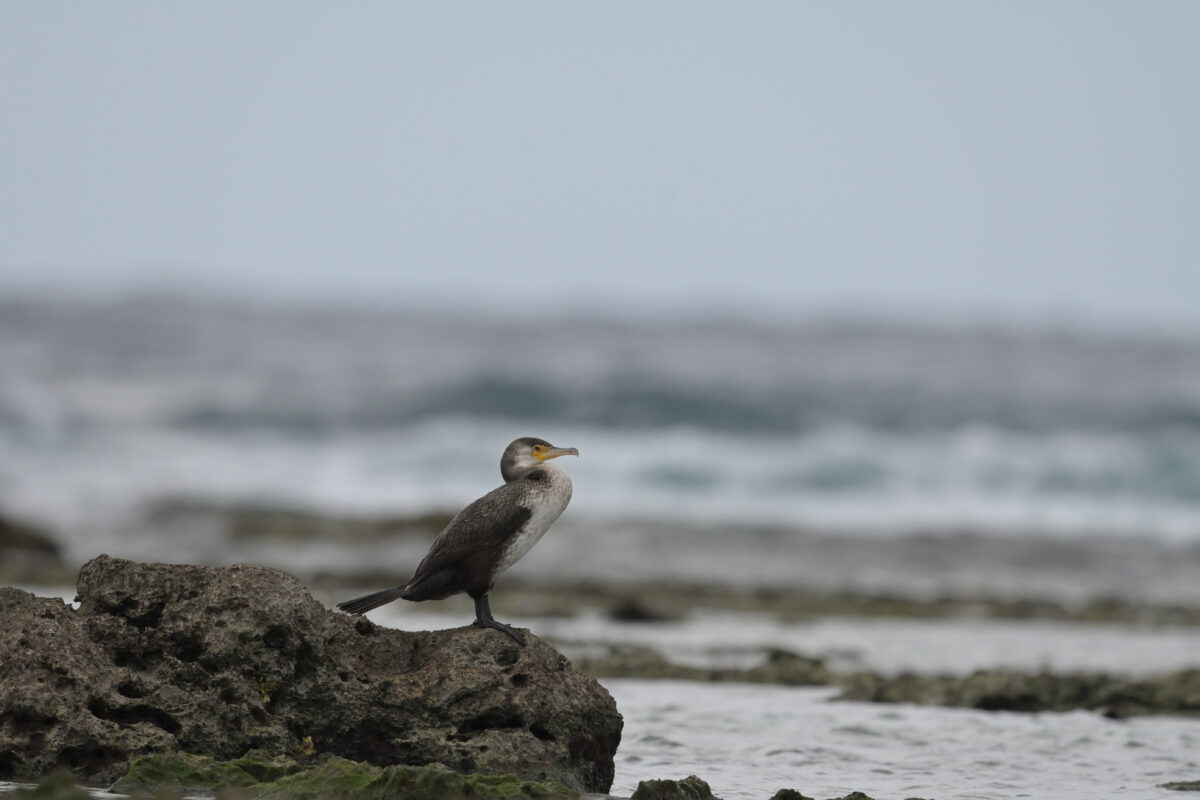 ウミウ
ウミウ幼鳥
上原