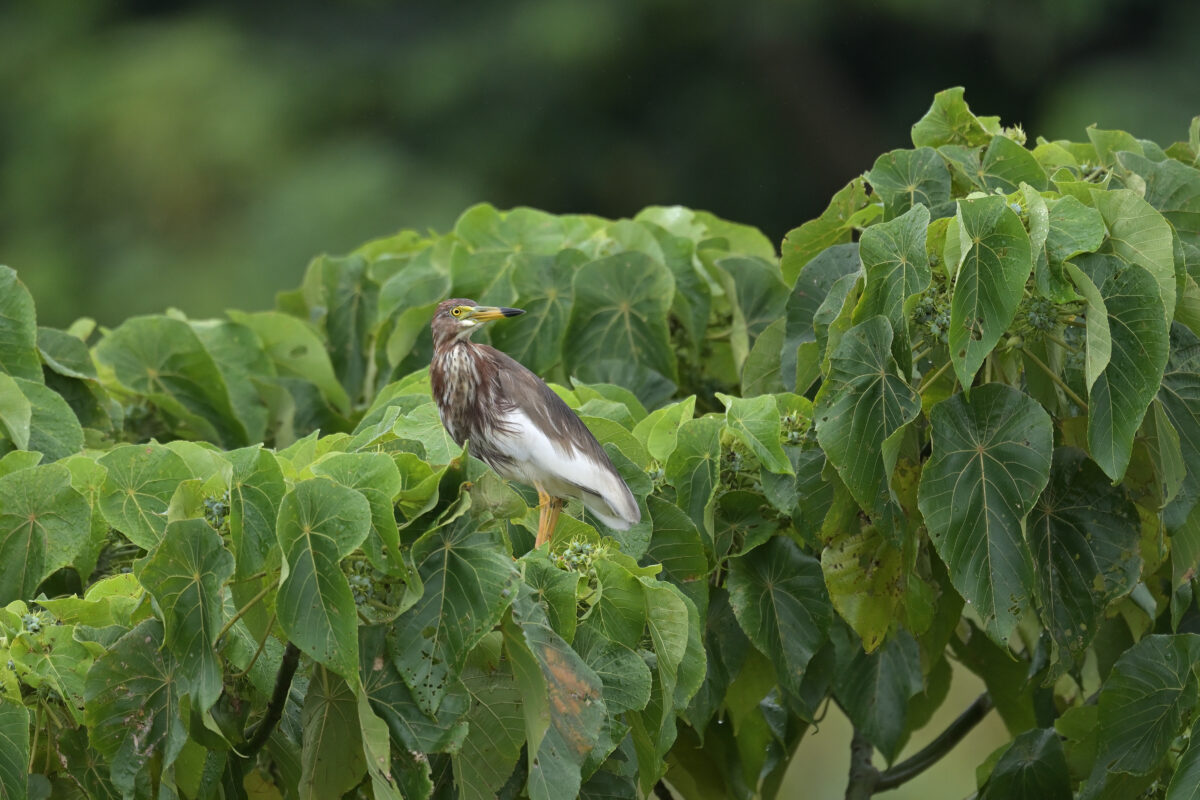 アカガシラサギ
西表島
浦内の田んぼ