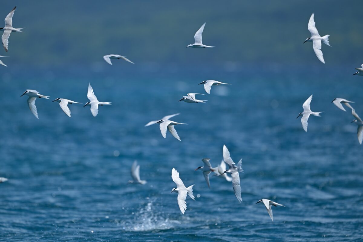 エリグロアジサシ
エリグロアジサシ幼鳥
西表島
鳩間島