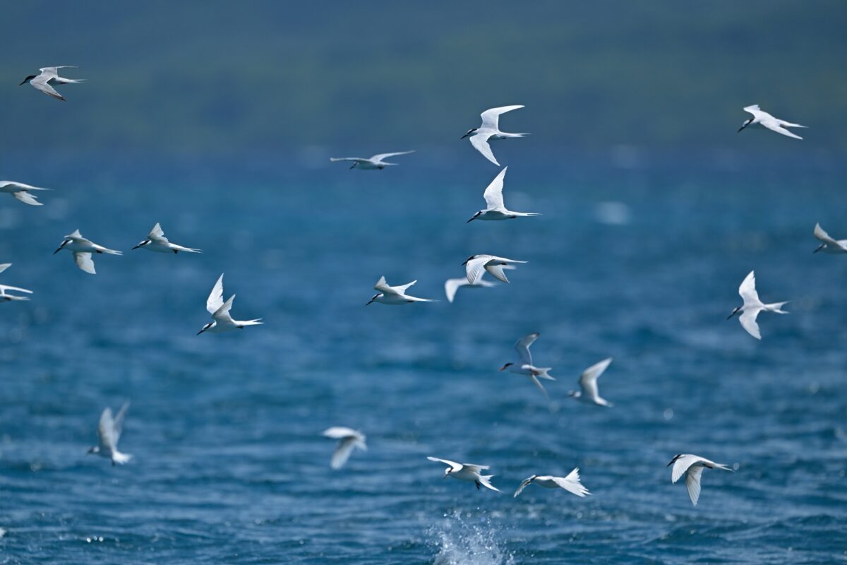 エリグロアジサシ
エリグロアジサシ幼鳥
西表島
鳩間島