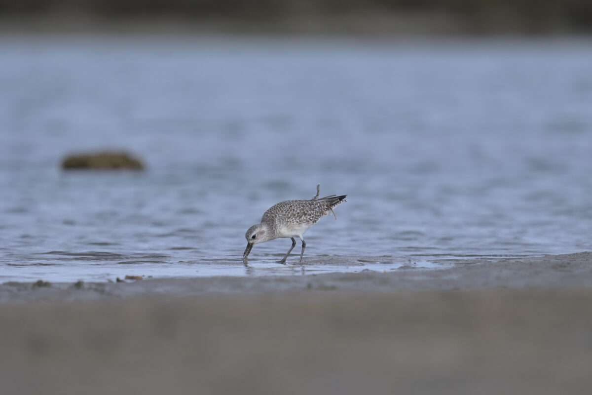ダイゼン
西表島
船浦海中道路