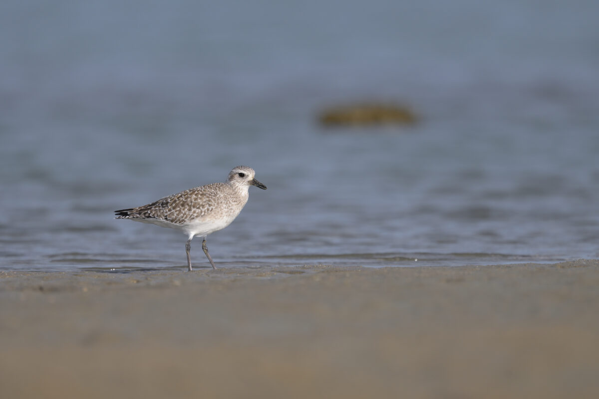 ダイゼン
西表島
船浦海中道路
