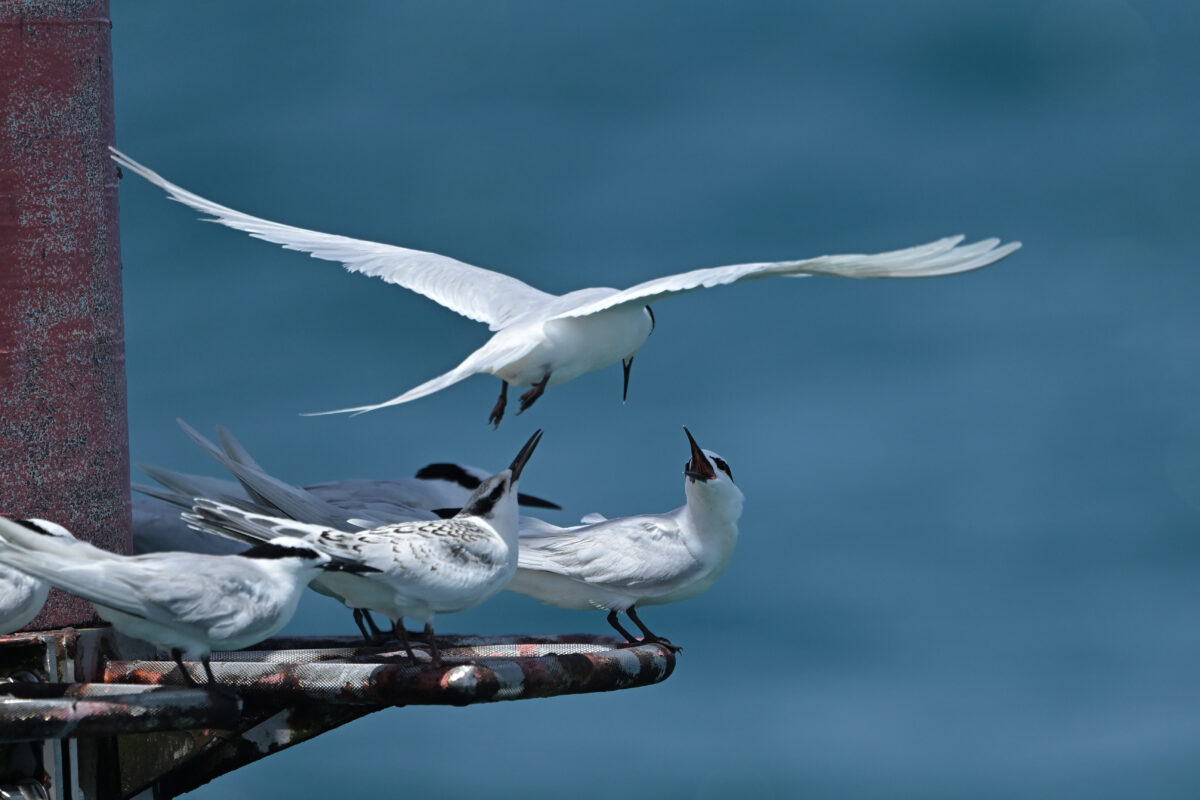 エリグロアジサシ
エリグロアジサシ幼鳥
西表島
鳩間島