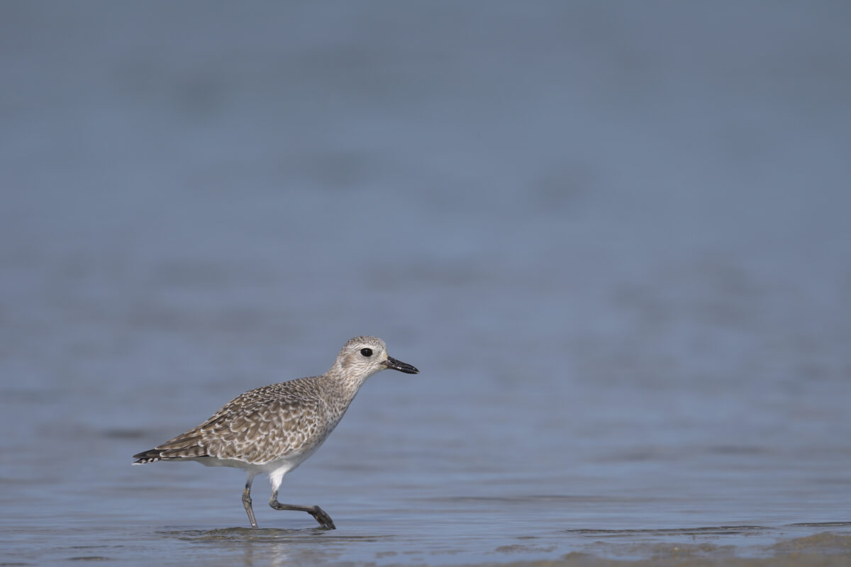 ダイゼン
西表島
船浦海中道路