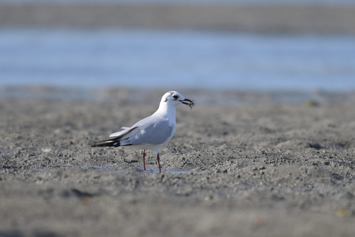 ズグロカモメ
西表島
船浦海中道路