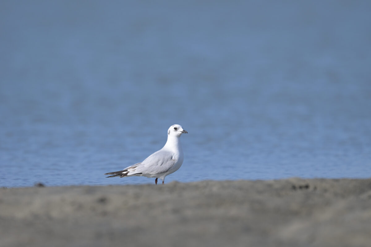 ズグロカモメ
西表島
船浦海中道路