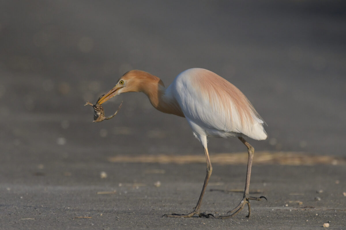 アマサギ
西表島
ミダラの田んぼ