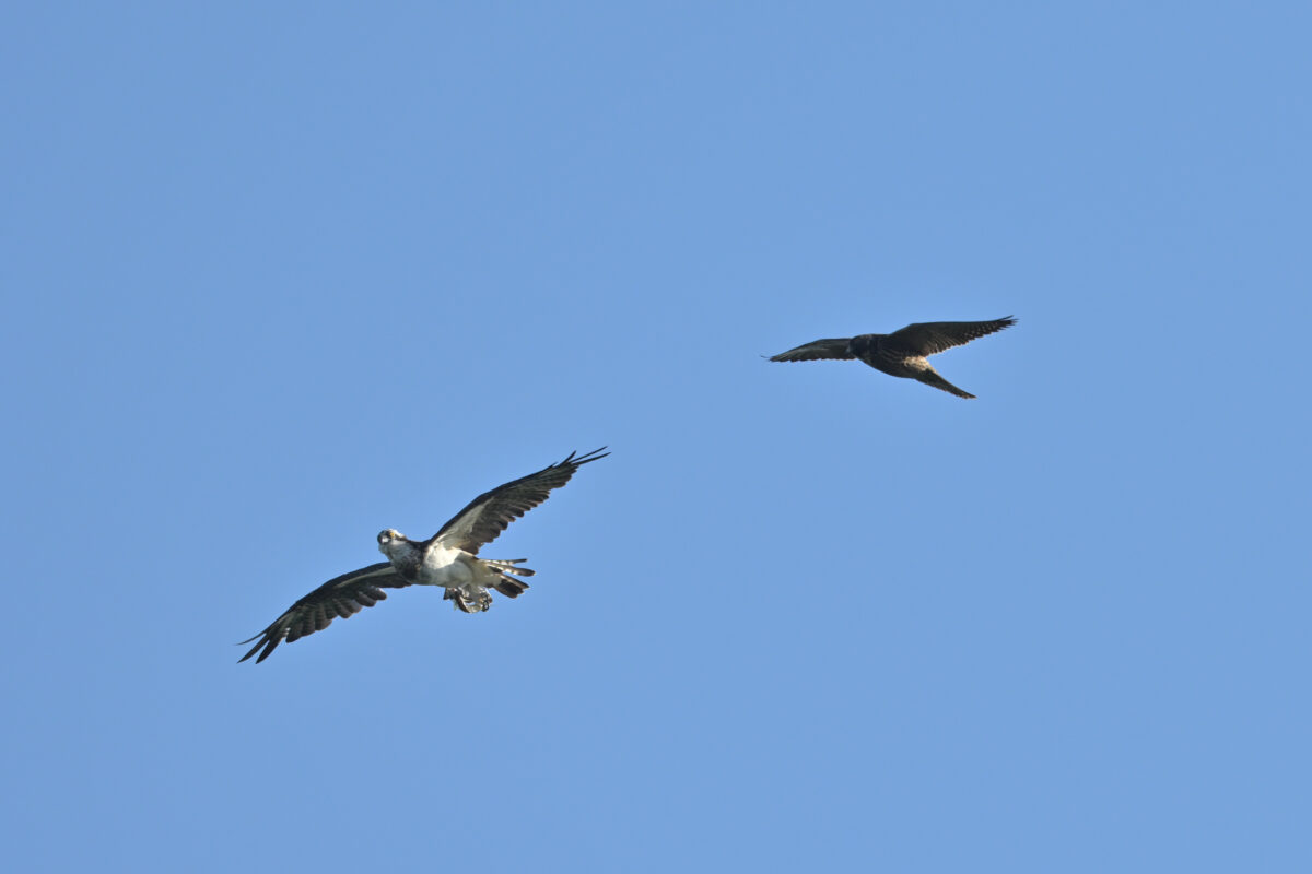 ミサゴVSハヤブサ若
ハヤブサのモビング
ミサゴ
ハヤブサ
ハヤブサ幼鳥
西表島
ミダラの田んぼ
