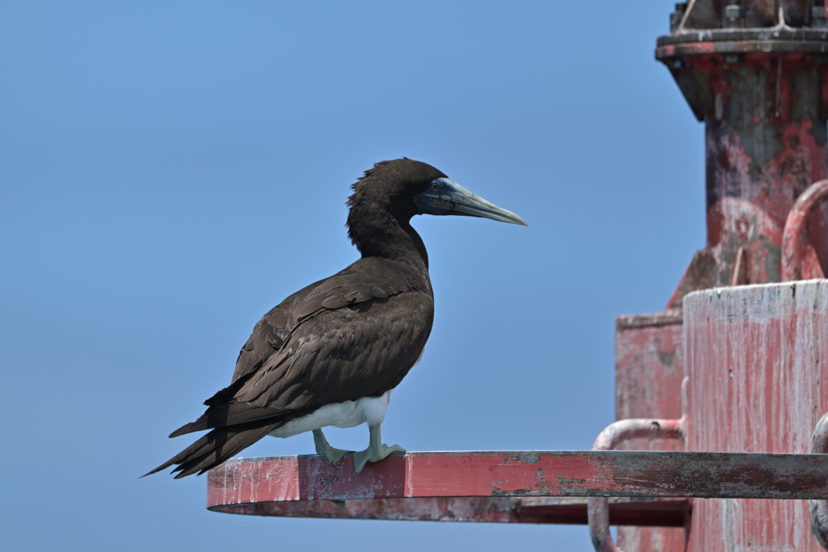 カツオドリ
カツオドリ♂
カツオドリ雄
西表島
鳩間島